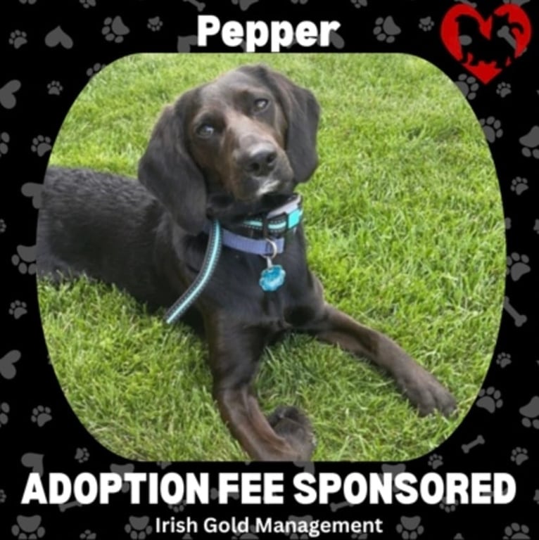 Meet Pepper, whose adoption fee has been generously sponsored and is ready to go to her forever home!