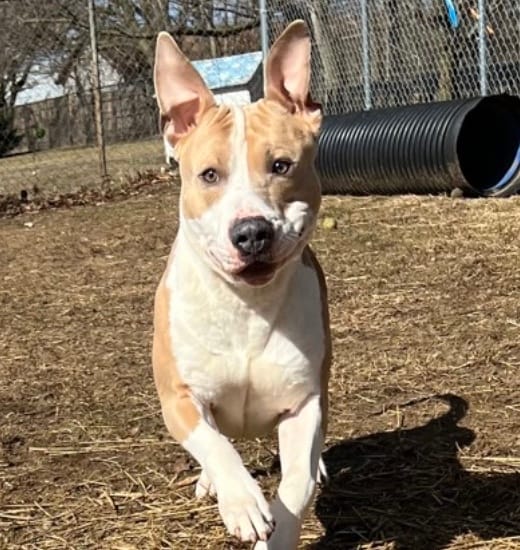 Adopt a new friend: Satchmo, from Get South Bend: 🍀Fair Season!