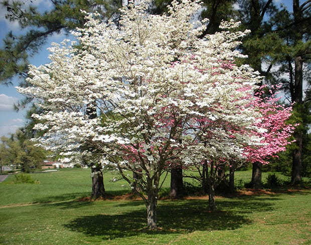 The “Dogwood Capital of Indiana”, from Get Indiana: Trivia: The "Dogwood Capital of Indiana" Is? 🤔