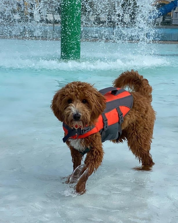 Save-The-Date: Doggie Dip - September 10 – 12, from Get Fishers: ⛵New Bagel + Coffee Spot