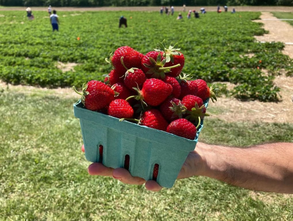 Tips for Visiting U-Pick Berry Farms, from Get Indiana: Crazy Road Trips, U-Pick Berry Farms, & 500 Vibes