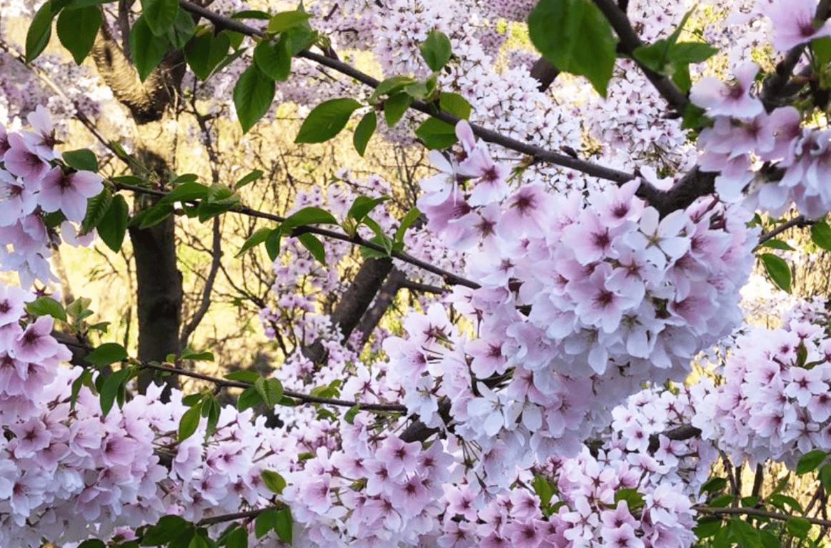 Once a year chance: Yoshino Cherry Trees in full bloom 🌸, from Get Fishers: ⛵Cherry Bloom 🌸