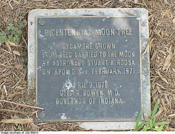 Moon Tree, from Get Indiana: IN's Most Fascinating Landmarks
