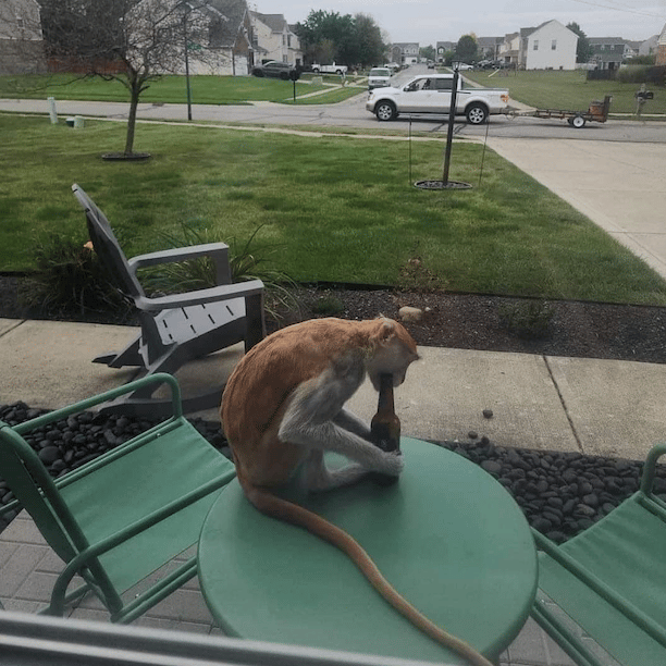 Momo enjoying a cold one before going back to captivity