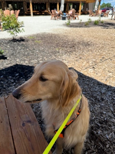 Lindsey’s pupdate 🐶, from Get Fishers: ⛵ Where will you celebrate?