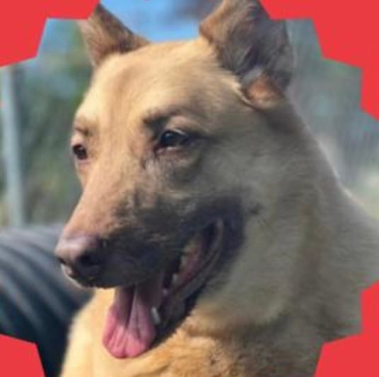 Meet Taya: If you’re looking for a gentle giant to love and care for as she enjoys her retirement, Taya is the perfect match for you!