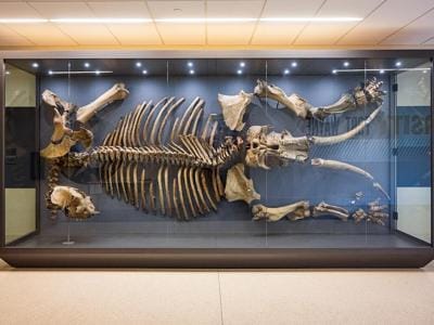 Donna the Mastadon