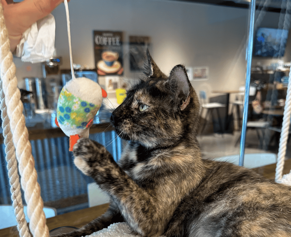 One of the adoptable cats!