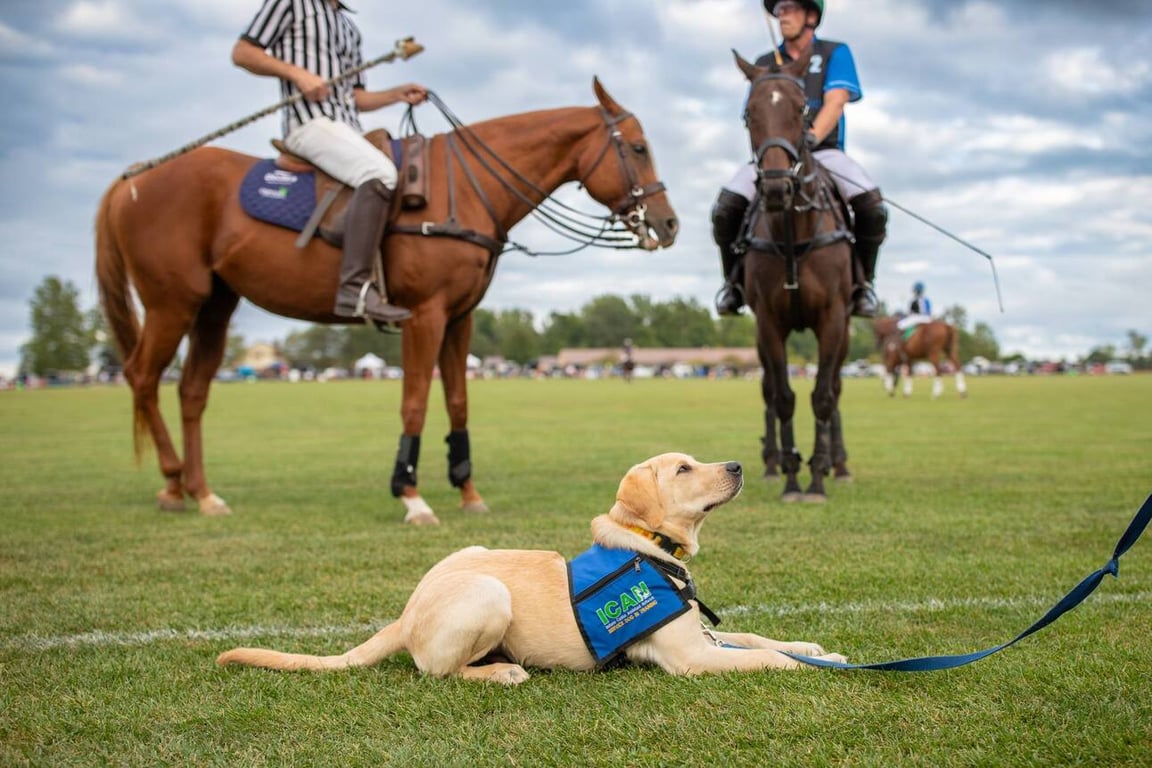 Puppies and Ponies, from Get Fishers: ⛵️ Healthiest and Wealthiest 🤝