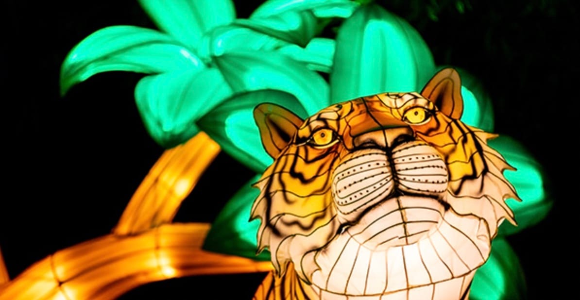 🐅 Last Chance for Zoo Luminate!, from Get South Bend: ☘️ What's up, Chicory?