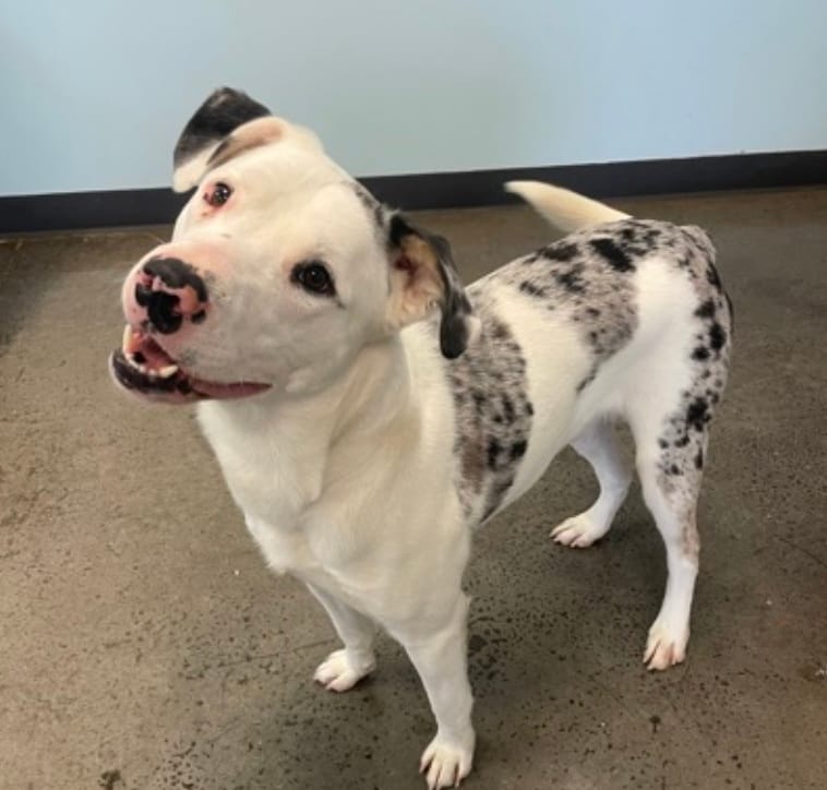 Adopt a new friend: Foghorn!, from Get South Bend: 🍀 A hidden treasure