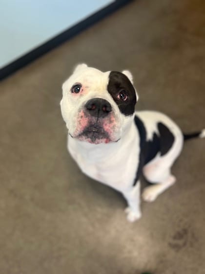 Adopt Spud , a 5-year-old mixed breed, looking for his forever home!