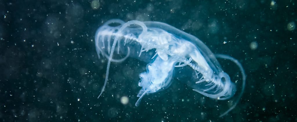 Freshwater Jellyfish, from Get Indiana: IN Guides for Labor Day Weekend 🚗