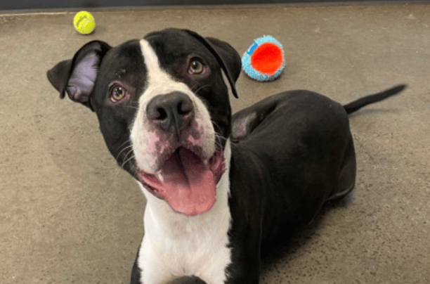 Adopt a new friend: Rookie!, from Get South Bend: 🍀 Strawberry Shortcakes Season!