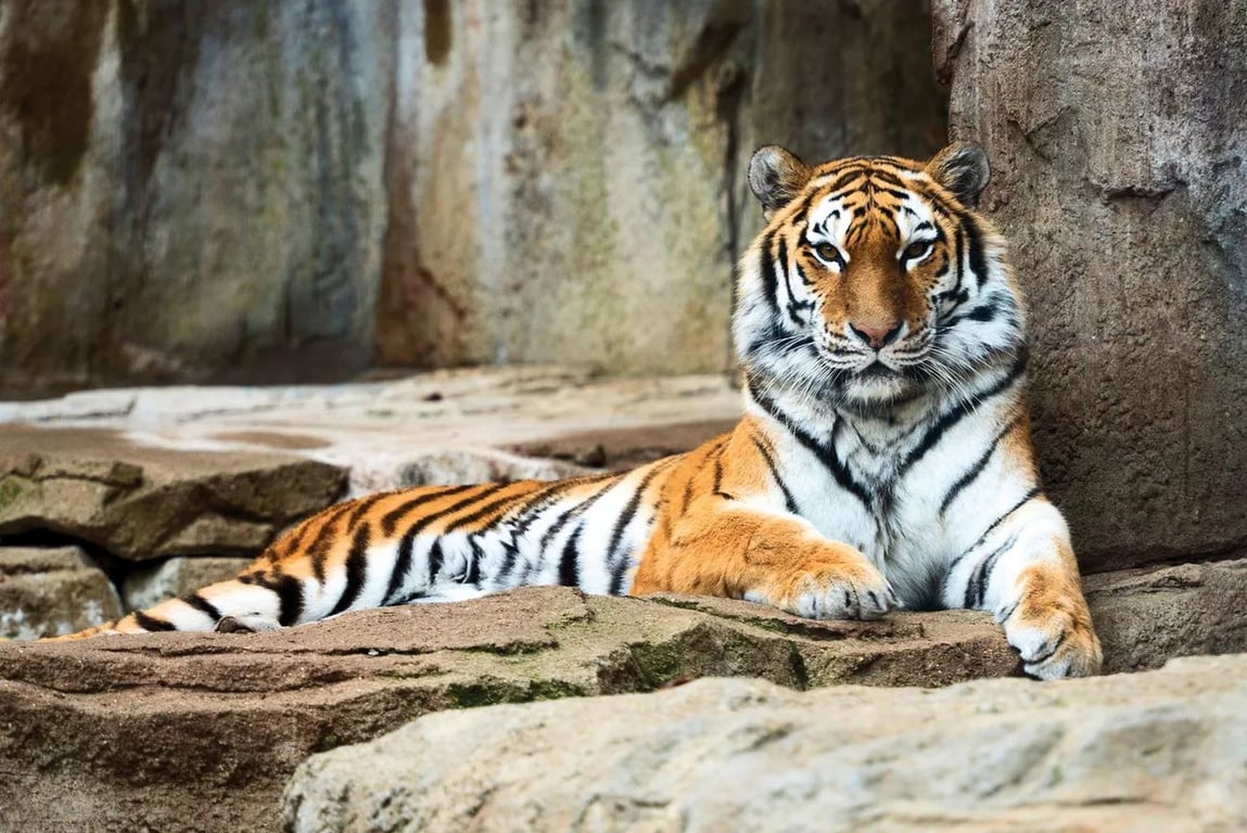 🐯 Big Cats Are Getting Bigger, from Get South Bend: Tigers and Leopards, OH MY!