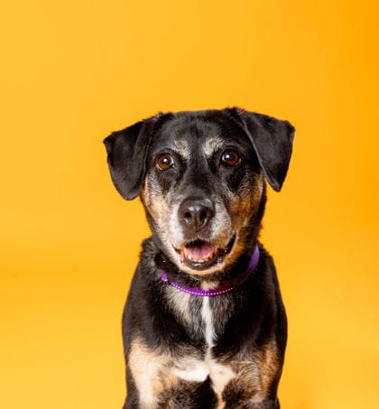 Will Sasha (pictured) be the newest member of your family?