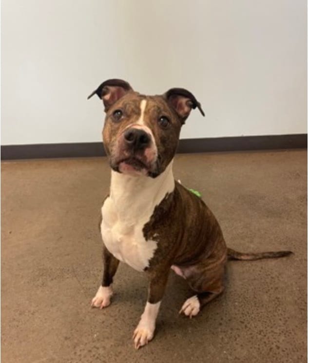 Meet Duckling, a 2-year-old brindle beauty who absolutely adores people and squeaky toys!