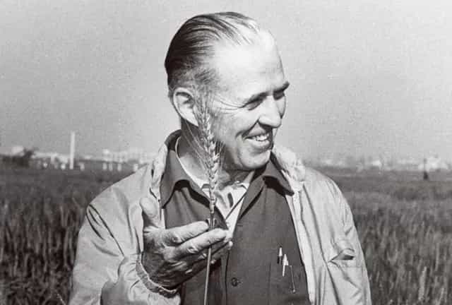 Black-and-white photo of Iowa-born agronomist Norman Borlaug smiling in a wheat field, holding a stalk of wheat.
