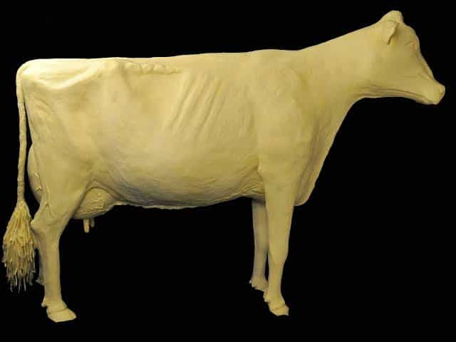 A life-size dairy cow sculpted entirely from pale yellow butter, shown in profile against a black background.