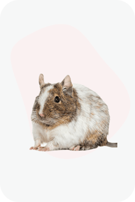 Білочки Дегу