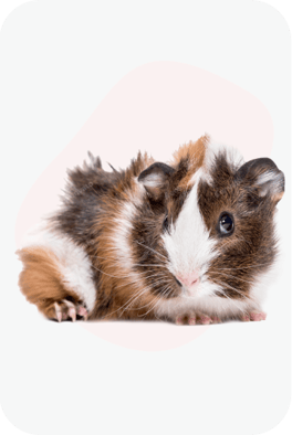 Морські Свинки