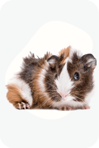 Морські Свинки