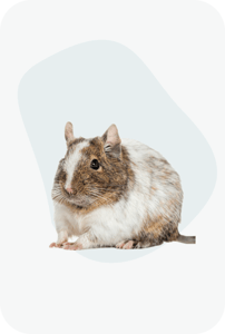 Білочки Дегу