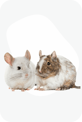 Білочки Дегу та Шиншилки