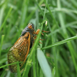 Nature’s Marvels: Unveiling the Intriguing World of Periodical Cicadas