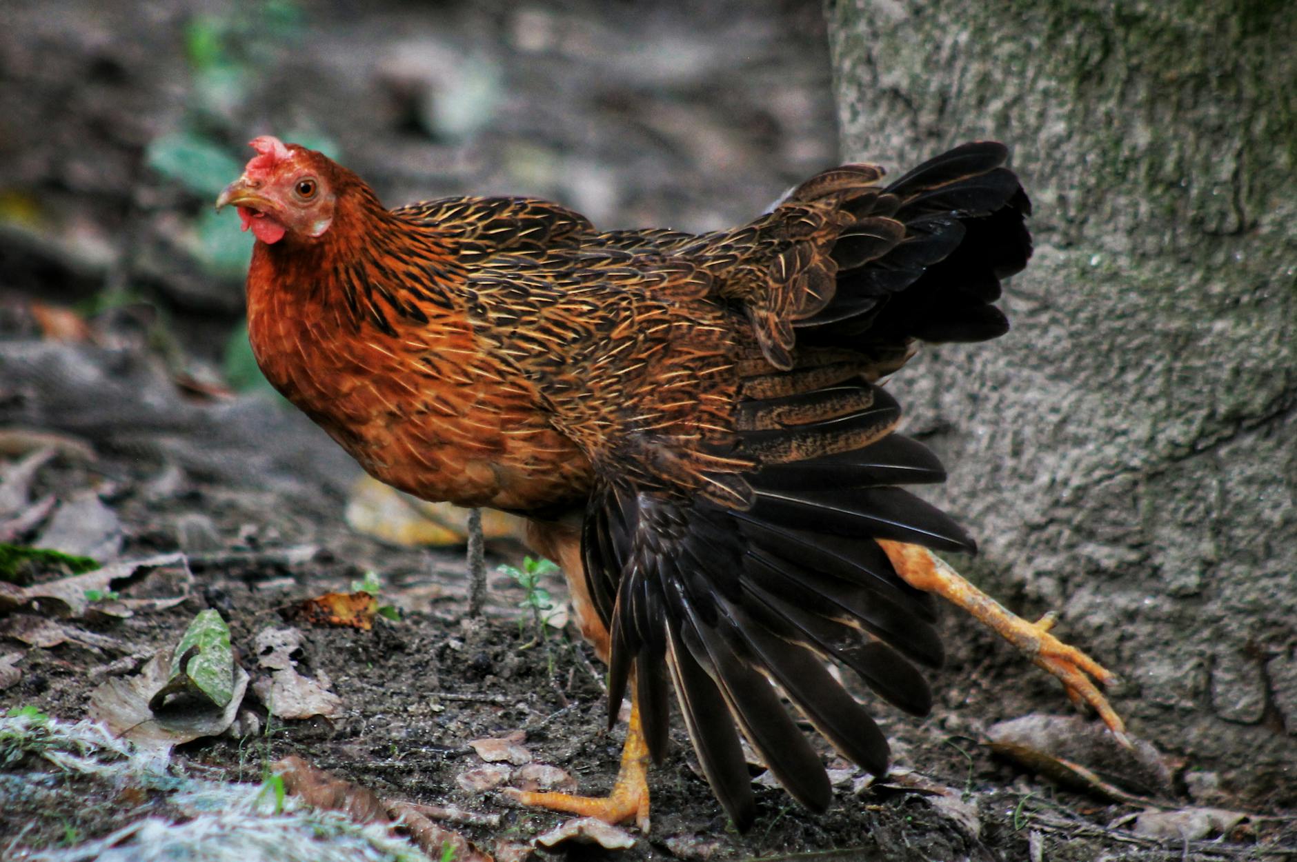 brown hen on gray soil