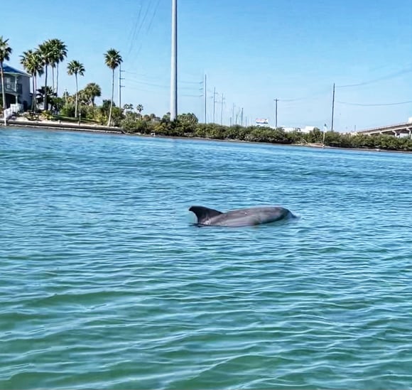 Dolphin in Redfish Bay