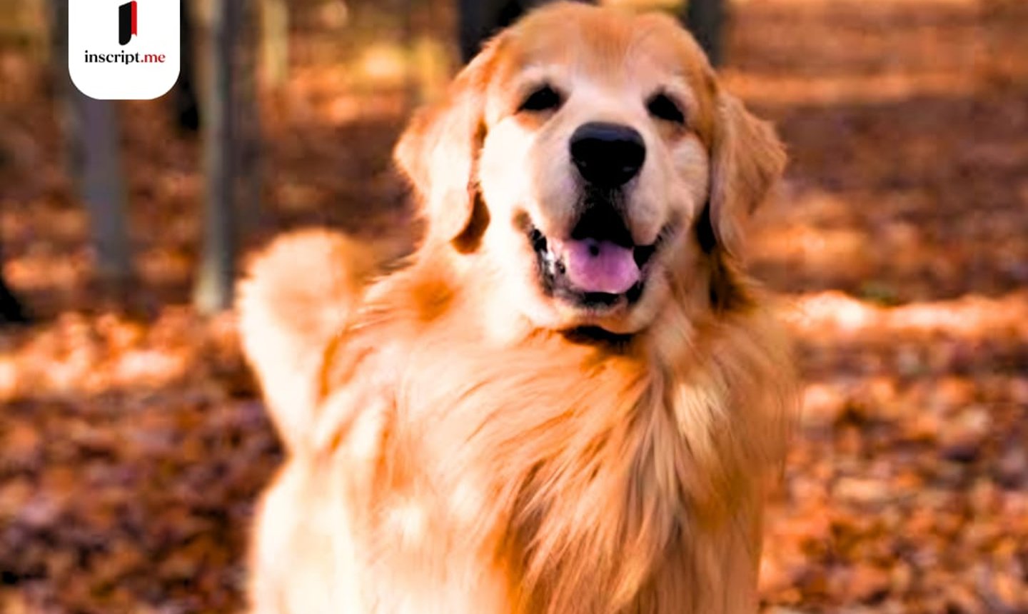 Good-est boy Tucker!