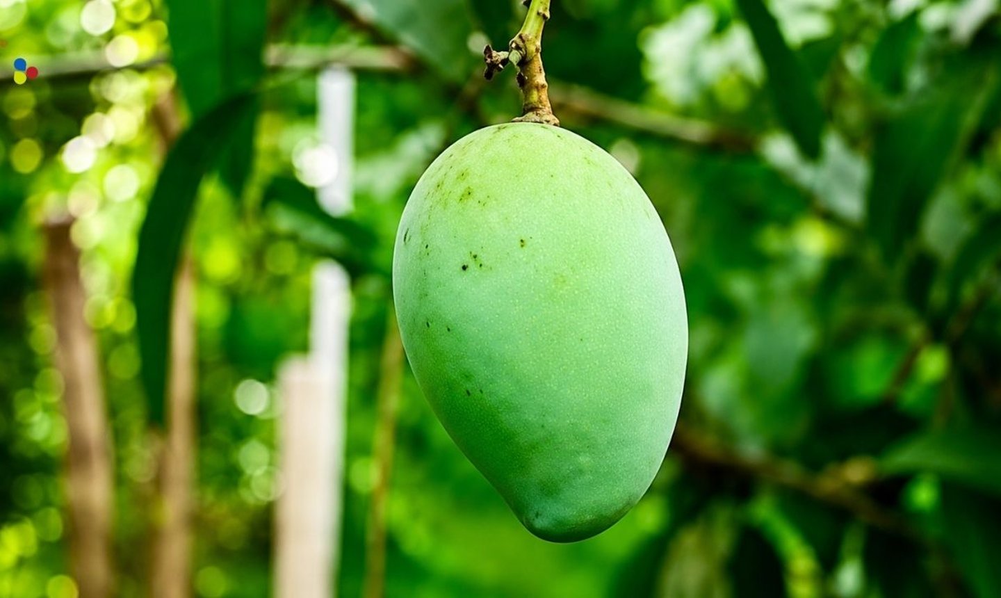 বছরে দু’বার ফল, চড়া দাম আর দুর্দান্ত স্বাদ—কেন এত জনপ্রিয় দোফলা আম?