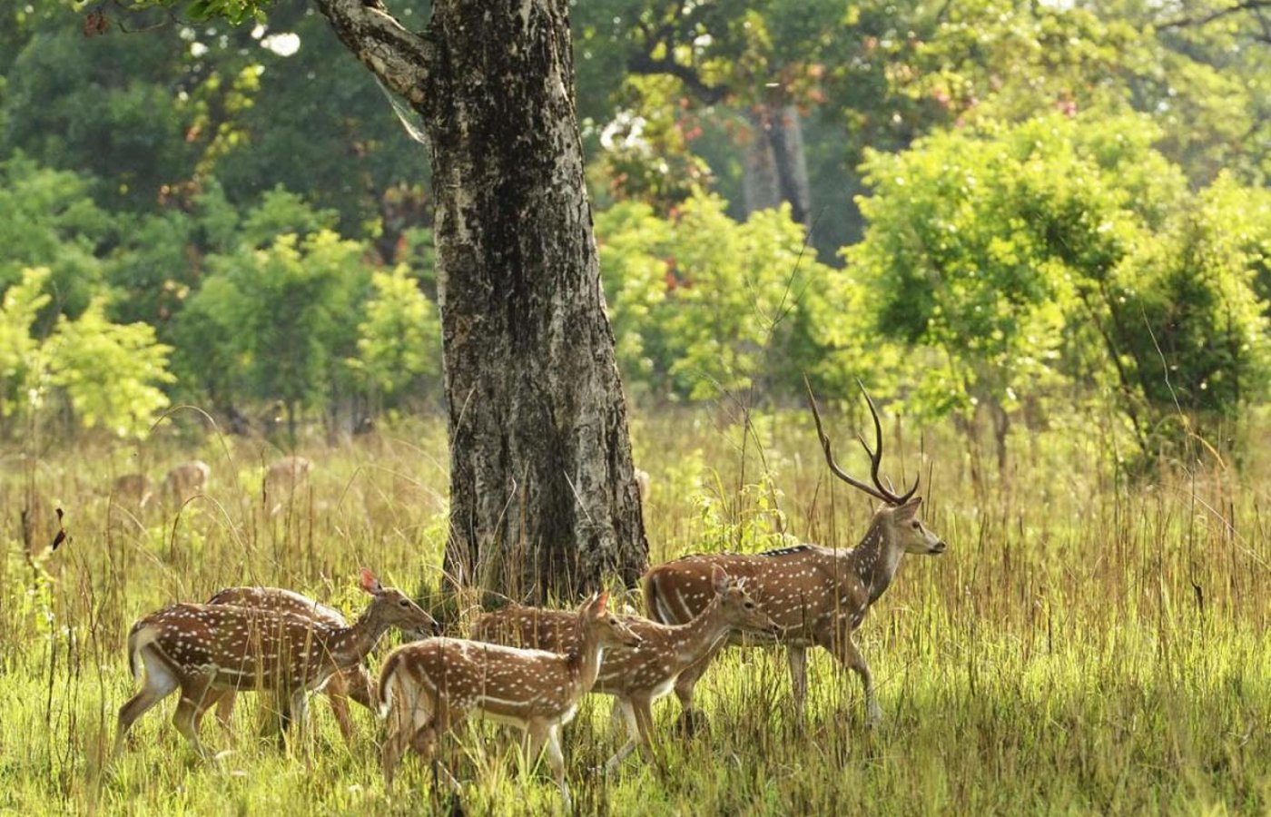 Kathmandu – Nagarkot – Chitwan – Pokhara Tour