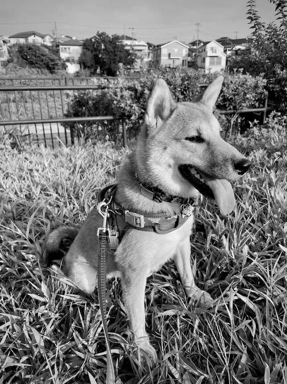 Our Shiba 'Maru' as a puppy