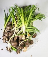 Samen, Knollen, Sämlinge und Jungpflanzen