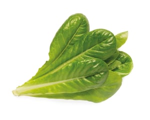 Click & Grow SGR50x3, 3 pcs. Lettuce Refill