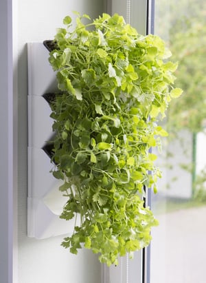 Aquael MODUŁ ŚCIENNY VERSA GARDEN HERBS