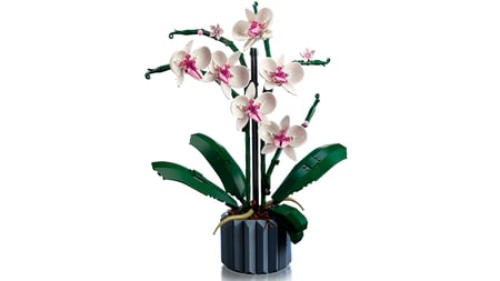 LEGO Botanicals Orchidea