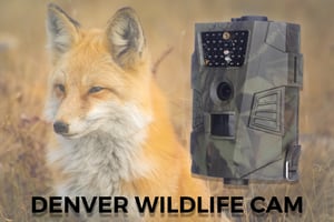Denver WCT-5001 CMOS Surveillance Camera, Night Vision, Camouflage, 1920 x 1080 px