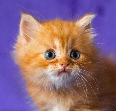 kitty5's Farcaster avatar