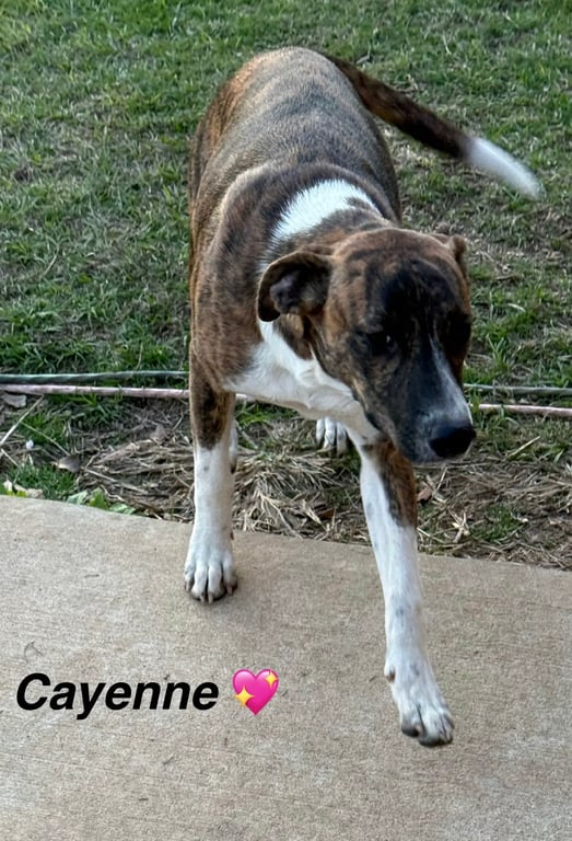 Cayenne the dog