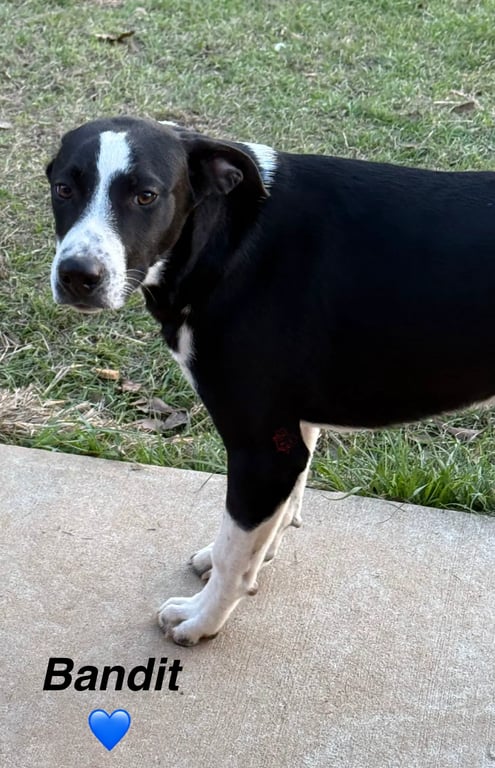 Bandit the dog