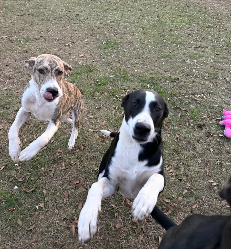 Bandit and Chere playing