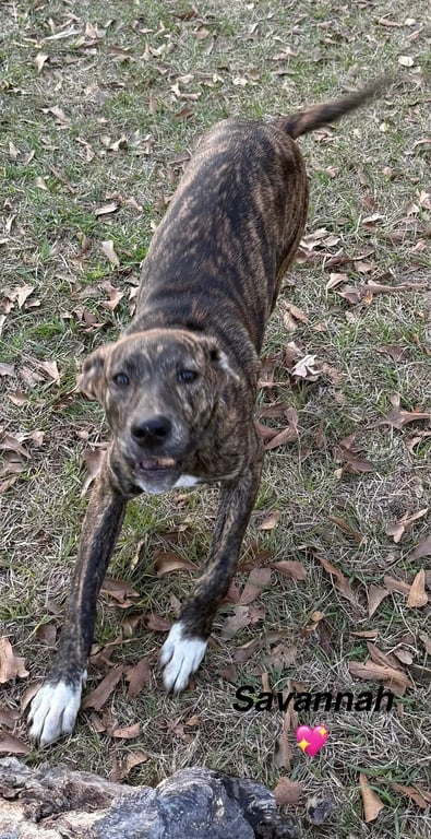 Savannah the dog