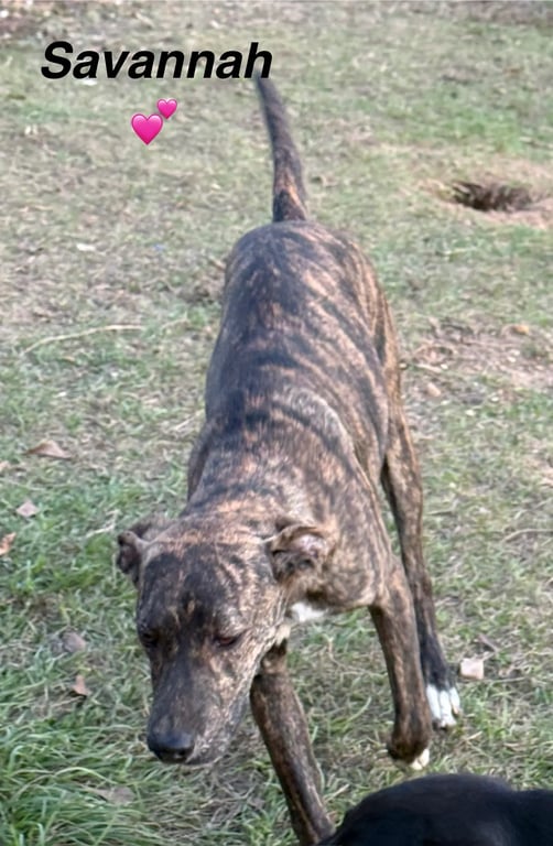 Savannah - Super sweet dog-friendly girl ready for adoption