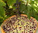 Tarte aux raisins