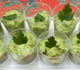 Mousse de petits pois