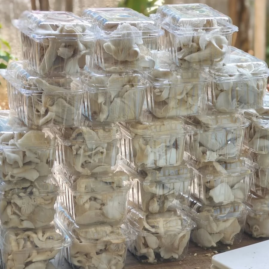 The Mushroom Cartel