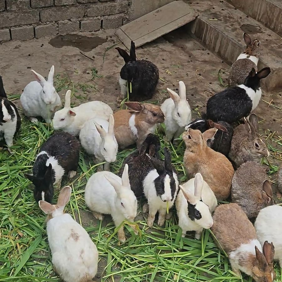 Ira-rabbitery farming